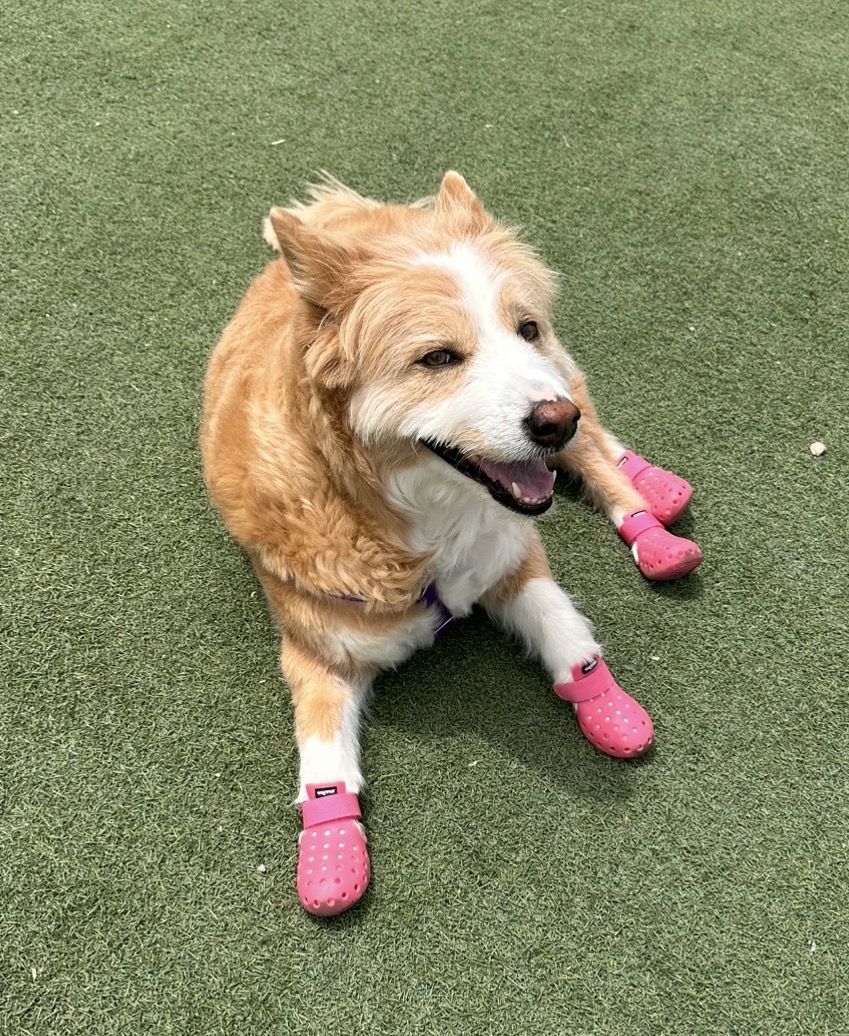 Dog Booties