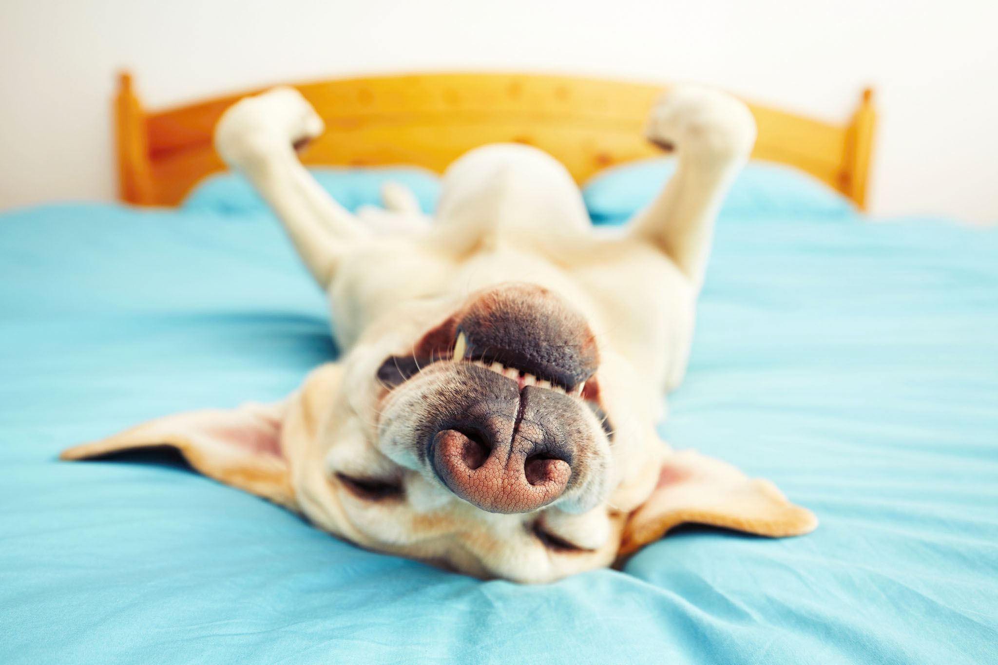 Relaxed dog enjoying in-home pet sitting