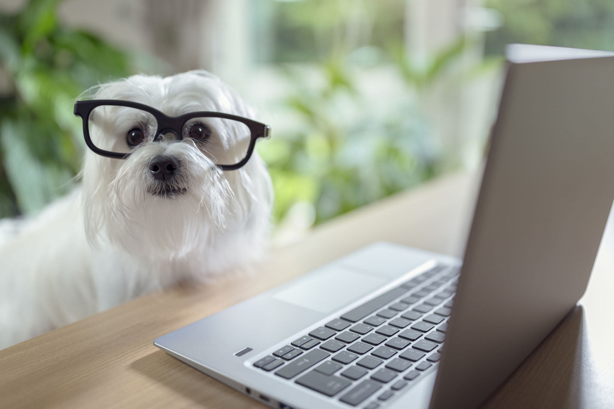 Calm pet resting at home — Perpetual Love Pet Sitting policies