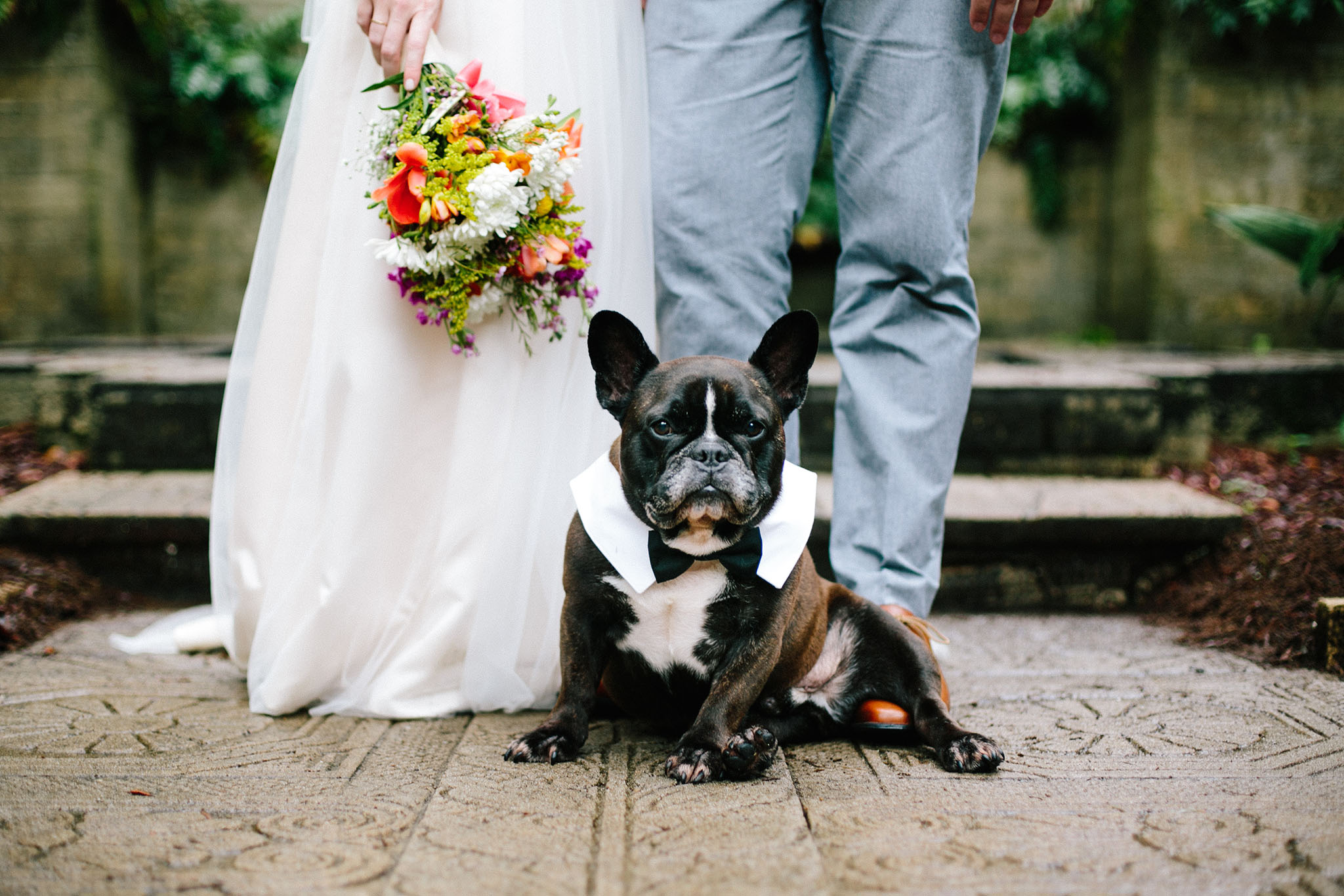 Dog dressed for a wedding celebration